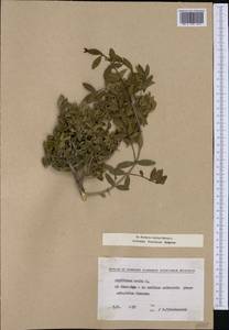 Phillyrea latifolia L., Western Europe (EUR) (Bulgaria)