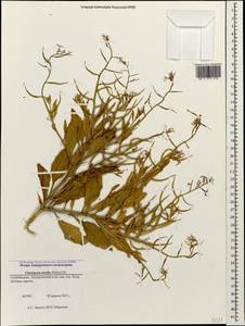 Chorispora tenella (Pall.) DC., Caucasus, Azerbaijan (K6) (Azerbaijan)