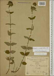 Clinopodium vulgare L., Caucasus, Georgia (K4) (Georgia)