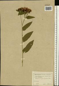 Centaurea phrygia L., Eastern Europe, Moscow region (E4a) (Russia)