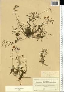 Campanula rotundifolia L., Eastern Europe, Moscow region (E4a) (Russia)