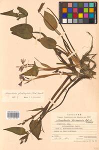 Pontederia plantaginea Roxb., Siberia, Russian Far East (S6) (Russia)