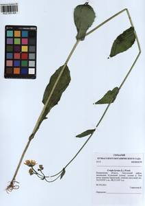 Crepis lyrata (L.) Froel., Siberia, Altai & Sayany Mountains (S2) (Russia)