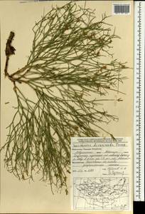 Lipschitzia divaricata (Turcz.) Zaika, Sukhor. & N. Kilian, Mongolia (MONG) (Mongolia)