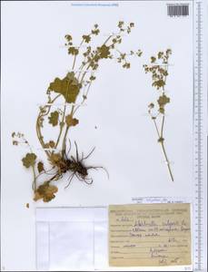 Alchemilla rhiphaea Juz., Eastern Europe, Eastern region (E10) (Russia)