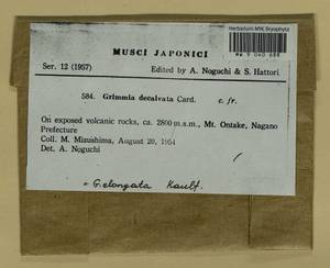 Grimmia elongata Kaulf., Bryophytes, Bryophytes - Asia (outside ex-Soviet states) (BAs) (Japan)