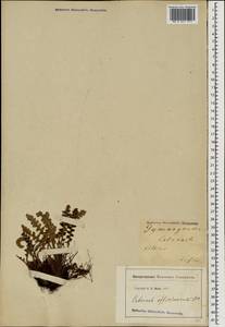 Asplenium ceterach subsp. ceterach, Caucasus, Georgia (K4) (Georgia)