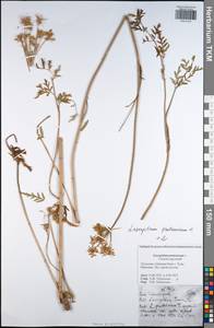 Silphiodaucus prutenicus subsp. prutenicus, Eastern Europe, Central region (E4) (Russia)