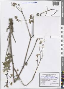 Chaerophyllum macrospermum (Willd. ex Spreng.) Fisch. & C. A. Mey., South Asia, South Asia (Asia outside ex-Soviet states and Mongolia) (ASIA) (Iran)