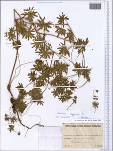 Geranium sanguineum L., Eastern Europe, North Ukrainian region (E11) (Ukraine)