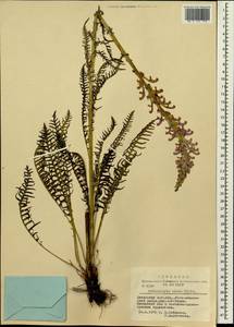 Pedicularis elata Willd., Siberia, Altai & Sayany Mountains (S2) (Russia)