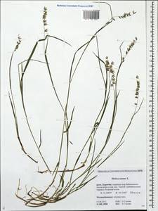 Melica nutans L., Siberia, Baikal & Transbaikal region (S4) (Russia)