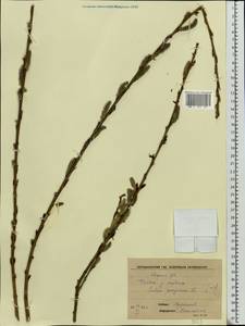 Salix purpurea L., Eastern Europe, Central forest-and-steppe region (E6) (Russia)