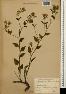 Symphytum tauricum Willd., Crimea (KRYM) (Russia)