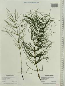 Equisetum palustre L., Eastern Europe, North-Western region (E2) (Russia)