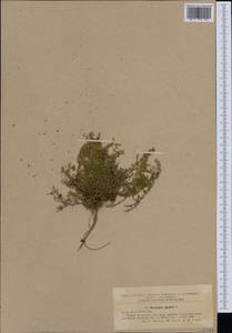 Herniaria glabra L., Western Europe (EUR) (Romania)