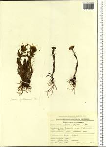 Tephroseris kjellmanii (A. E. Porsild) Holub, Siberia, Chukotka & Kamchatka (S7) (Russia)