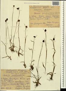 Luzula stenophylla Steud., Caucasus, Stavropol Krai, Karachay-Cherkessia & Kabardino-Balkaria (K1b) (Russia)