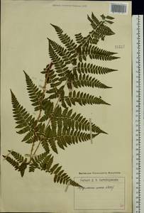 Dryopteris carthusiana (Vill.) H. P. Fuchs, Eastern Europe, Moscow region (E4a) (Russia)