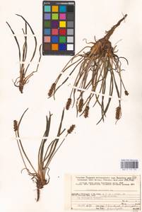 Plantago maritima L., Eastern Europe, Northern region (E1) (Russia)