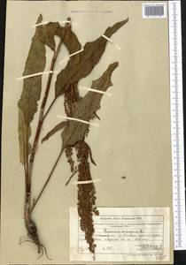 Rumex crispus L., Middle Asia, Muyunkumy, Balkhash & Betpak-Dala (M9) (Kazakhstan)
