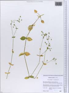 Stellaria media (L.) Vill., Eastern Europe, Rostov Oblast (E12a) (Russia)