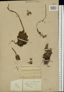 Sempervivum ruthenicum Koch ex Schnittsp. & C. B. Lehm., Eastern Europe, Central forest-and-steppe region (E6) (Russia)