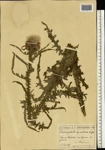 Cirsium palustre (L.) Scop., Eastern Europe, Moscow region (E4a) (Russia)