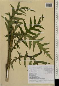 Cirsium ×hybridum W. D. J. Koch ex DC., Eastern Europe, Central region (E4) (Russia)