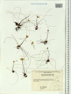 Saxifraga flagellaris subsp. setigera (Pursh) Tolm., Siberia, Chukotka & Kamchatka (S7) (Russia)