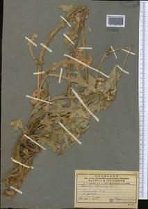 Sonchus oleraceus L., Middle Asia, Pamir & Pamiro-Alai (M2)