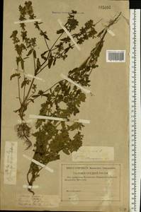 Stachys annua (L.) L., Eastern Europe, Central forest-and-steppe region (E6) (Russia)