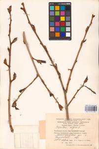 Populus nigra L., Eastern Europe, Eastern region (E10) (Russia)