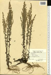 Artemisia austriaca Jacq., Eastern Europe, Central region (E4) (Russia)