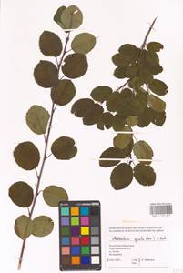 Amelanchier × spicata (Lam.) K.Koch, Eastern Europe, Middle Volga region (E8) (Russia)