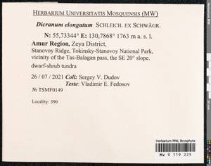 Dicranum elongatum Schleich. ex Schwägr., Bryophytes, Bryophytes - Russian Far East (excl. Chukotka & Kamchatka) (B20) (Russia)