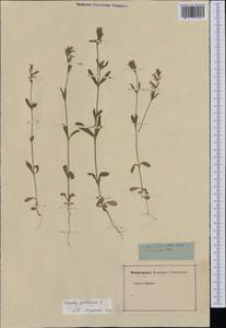 Silene gallica L., Western Europe (EUR) (Not classified)