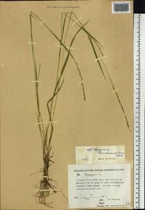 Elymus macrourus (Turcz.) Tzvelev, Siberia, Yakutia (S5) (Russia)