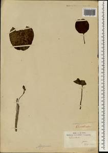 Convolvulus, Africa (AFR) (Gabon)