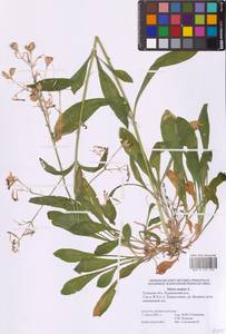 Silene nutans L., Eastern Europe, Central region (E4) (Russia)