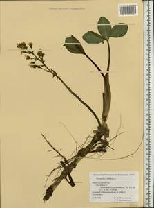 Menyanthes trifoliata L., Eastern Europe, Volga-Kama region (E7) (Russia)