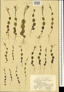 Plagioloba clavata (Boiss.) Khosravi & Eslami-Farouji, Crimea (KRYM) (Russia)