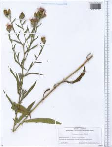 Centaurea ×livonica Weinm., Eastern Europe, Moscow region (E4a) (Russia)