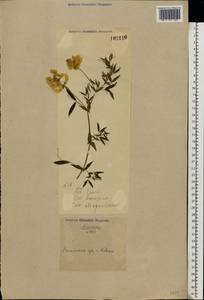 Lathyrus pratensis L., Eastern Europe, North Ukrainian region (E11) (Ukraine)