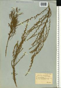 Artemisia marschalliana Spreng., Eastern Europe, South Ukrainian region (E12) (Ukraine)