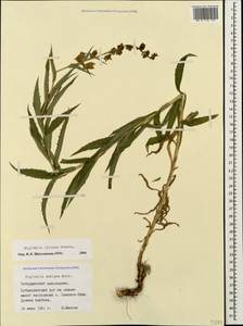 Digitalis ciliata Trautv., Caucasus, Stavropol Krai, Karachay-Cherkessia & Kabardino-Balkaria (K1b) (Russia)