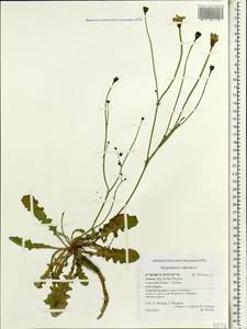 Hypochaeris radicata L., Africa (AFR) (Portugal)