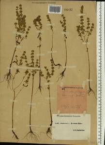 Mentha micrantha (Fisch. ex Benth.) Haw. ex Schult. & Schult.f., Eastern Europe, South Ukrainian region (E12) (Ukraine)