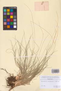 Nardus stricta L., Eastern Europe, Moscow region (E4a) (Russia)