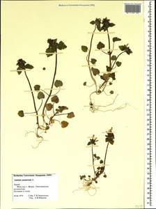 Lamium purpureum L., Crimea (KRYM) (Russia)
